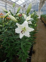 [5615 VH45 No01.JPG]